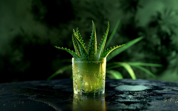 Aloe vera – der „Arzt im Blumentopf“